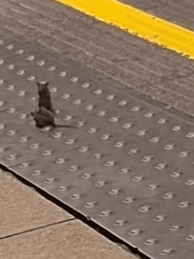Original footage of two mice sparring on the Oxford Circus platform